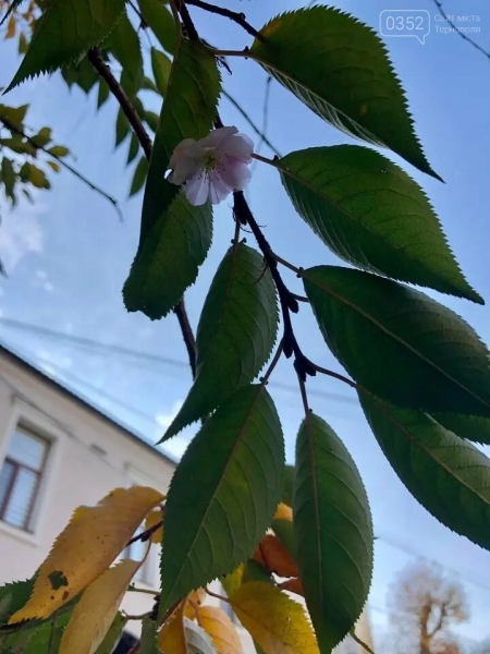 "Шалена" сакура знов почала цвісти (ФОТО)