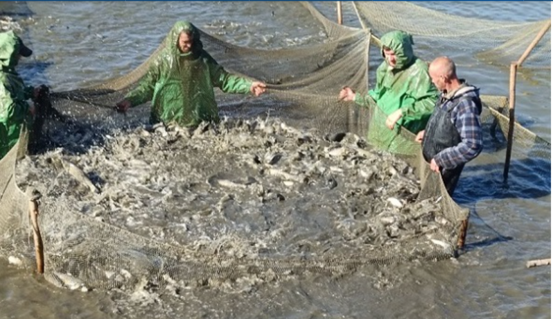 Водойми Київщини поповнилися 19 тоннами риби