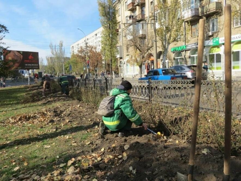 У Миколаєві продовжується висадка кущів на Проспекті, - ФОТО