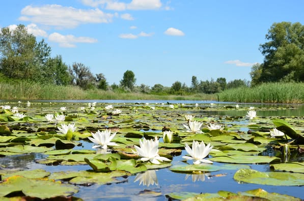 Ніч у Січеславщині минула без зазіхань російських фашистів