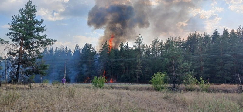 У парку «Святі гори» на Донеччині висадили нові дерева. Скільки займе відновлення?